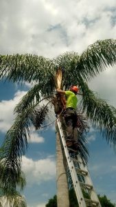 A man carefully trims the fronds of a tall palm tree under a clear blue sky.