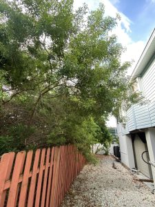 A small yard featuring a wooden fence surrounding a lush green tree.