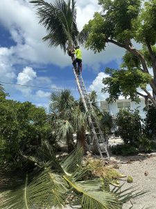 A man carefully trims the fronds of a tall palm tree under a clear blue sky.