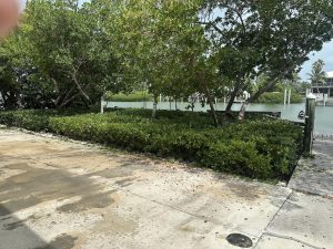 A driveway lined with lush bushes and trees leading up to a charming house.