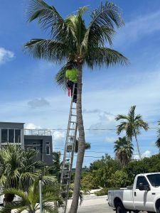 A man ascends a palm tree, showcasing his climbing skills against a tropical backdrop.