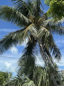 A palm tree with a ladder resting on its top, set against a clear blue sky.