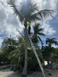 A man carefully trims the fronds of a tall palm tree under a clear blue sky.