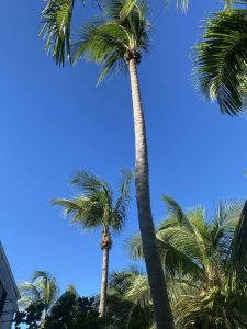 Palm trees swaying gently in the wind under a clear blue sky, creating a serene tropical atmosphere.