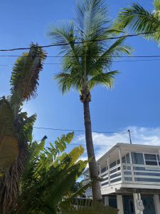 A palm tree stands beside a house under a clear blue sky, creating a serene tropical atmosphere.