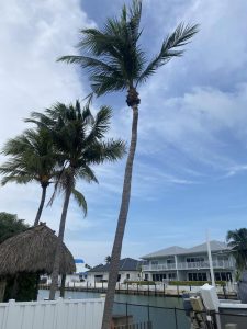 A palm tree stands gracefully in front of a charming house, enhancing the tropical ambiance of the scene.