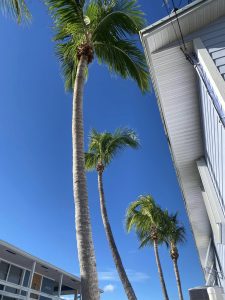 A palm tree stands gracefully in front of a charming house, enhancing the tropical ambiance of the scene.