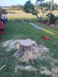 A tree stump is being cut down in a yard, with sawdust scattered around the base.