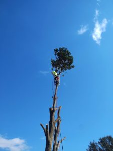 A man is cutting down a tree while suspended in the sky, showcasing a surreal and imaginative scene.