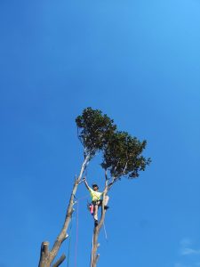 A man climbs a tree, using tools to trim branches for maintenance and care of the tree's health.