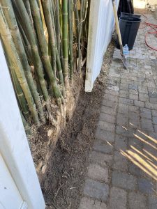 A bamboo plant thrives in the soil beside a wooden fence, showcasing its vibrant green stalks.