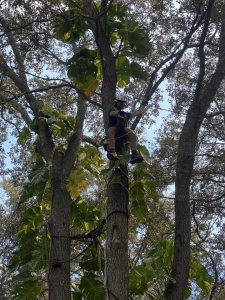 A man ascends a tree with a saw, preparing to cut down branches for maintenance or removal.