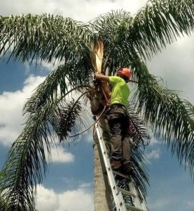 A man carefully trims the fronds of a tall palm tree under a clear blue sky.