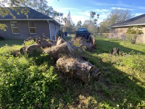 A large tree stump sits in the yard of a house, surrounded by grass and a few scattered leaves.