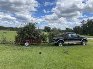 A truck towing a trailer filled with freshly cut trees, ready for transport.