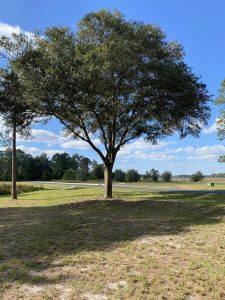 A solitary tree stands tall in the center of a vast, open field under a clear blue sky.