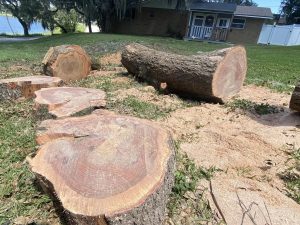 Several large logs are arranged on the ground, showcasing their natural texture and size in an outdoor setting.