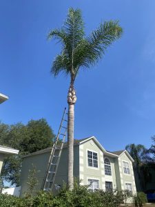 A palm tree stands in front of a house, with a ladder leaning against the side, creating a tropical atmosphere.