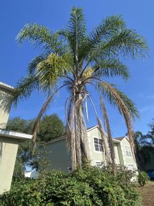 A palm tree stands gracefully in front of a charming house, adding a tropical touch to the scene.