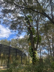 A man climbing a tree, using a saw to trim the branches for maintenance and care of the tree.