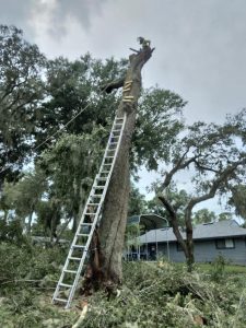 A worker uses a ladder to cut down a tree, showcasing the process of tree removal in a natural setting.