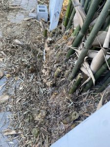 A pile of bamboo sticks and leaves scattered on the ground, showcasing natural textures and earthy tones.