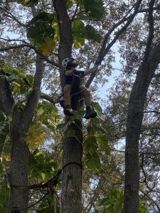 A person climbing up a tree, showcasing determination and agility amidst lush green foliage.