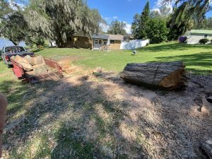 A tree is being cut down in a yard, with sawdust and equipment visible around the base of the tree.