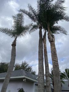 Palm trees swaying gently in front of a charming house, creating a tropical and inviting atmosphere.