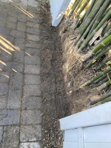 A bamboo plant thrives in soil beside a textured brick wall, showcasing nature's resilience in an urban setting.