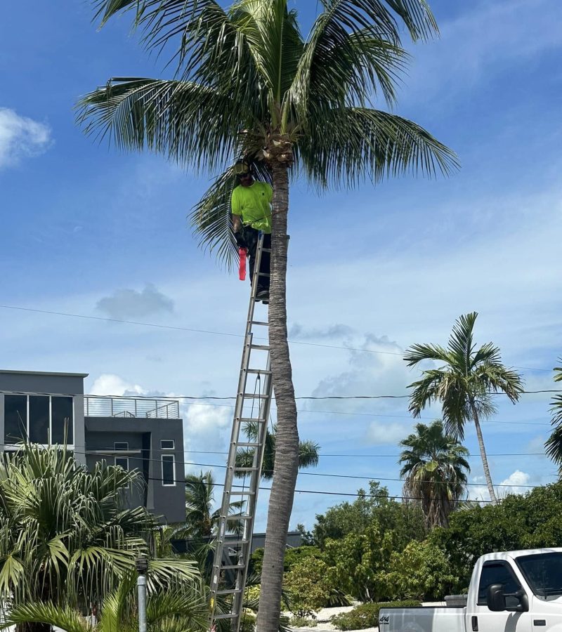 A man ascends a palm tree, showcasing his climbing skills against a tropical backdrop.