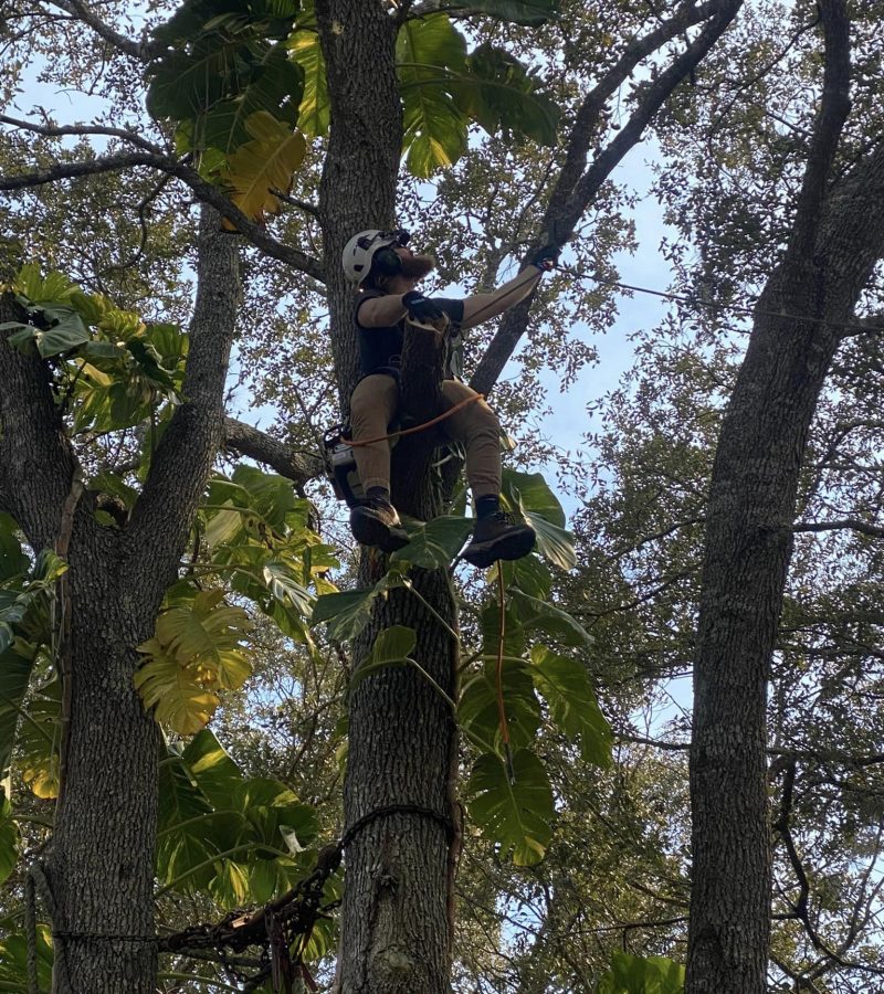 A person climbing up a tree, showcasing determination and agility amidst lush green foliage.